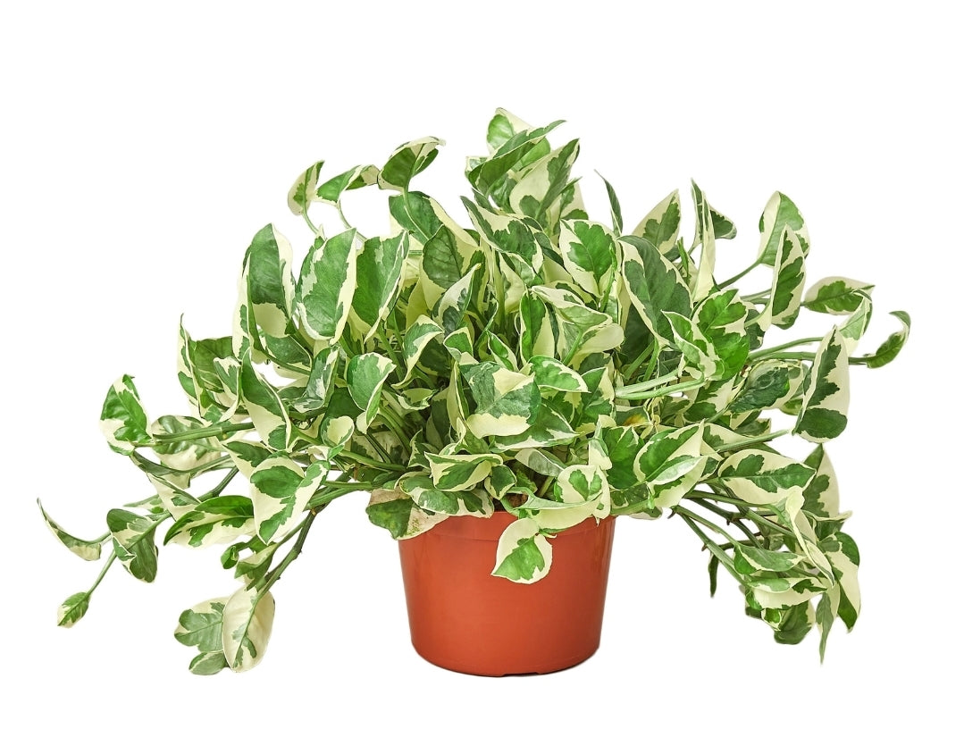 pothos 6 inch Pothos Njoy 6-inch – Red Door Boutique Tn
