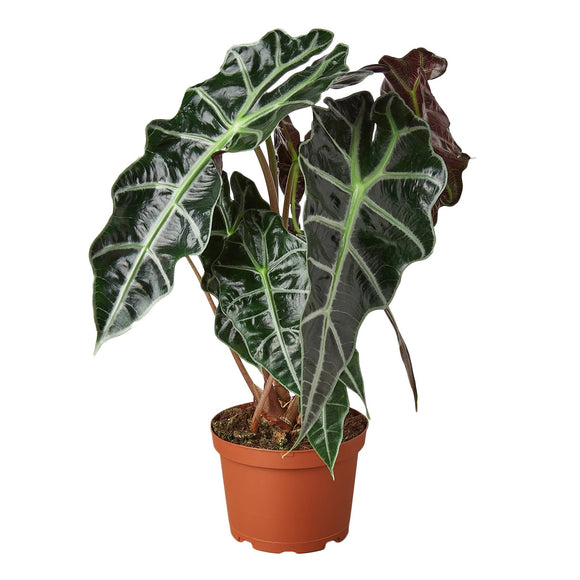 ALOCASIA AFRICAN MASK
