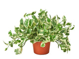 Pothos Njoy 6-inch