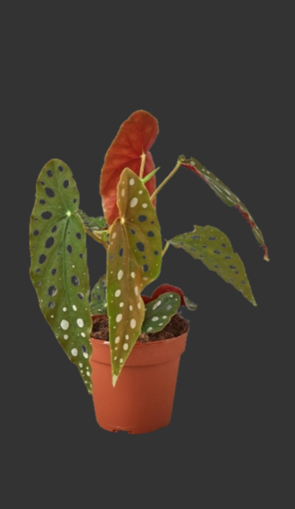 Begonia Maculata 4 inch