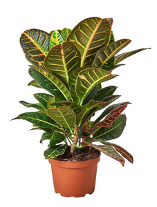 Croton Petra 6-inch