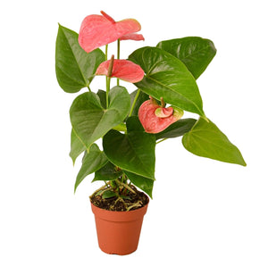 Anthurium Pink 6-inch