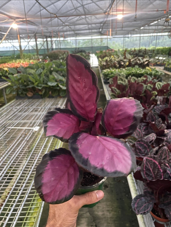 Calathea 'Purple Rose' Live Plant
