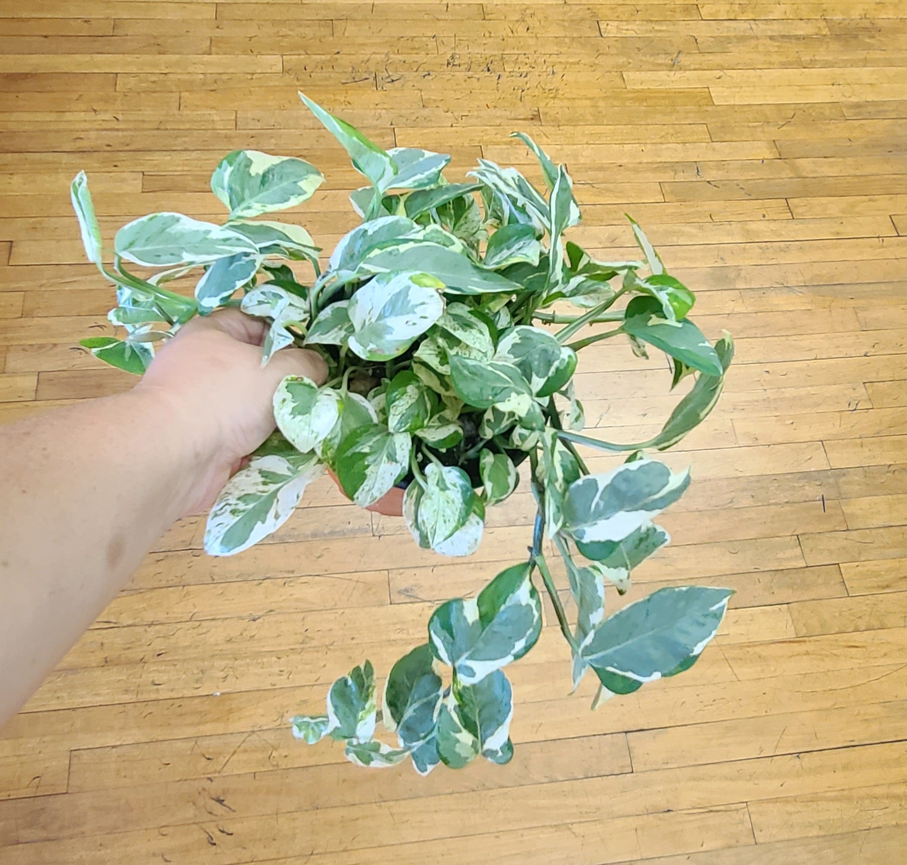 6 inch pothos Pothos Njoy 6-inch – Red Door Boutique Tn