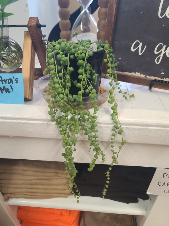 String of Pearls