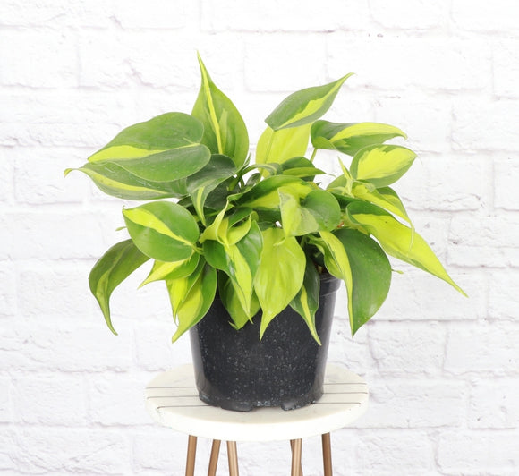 Brasil Philodendron 6