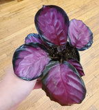 Calathea 'Purple Rose' Live Plant