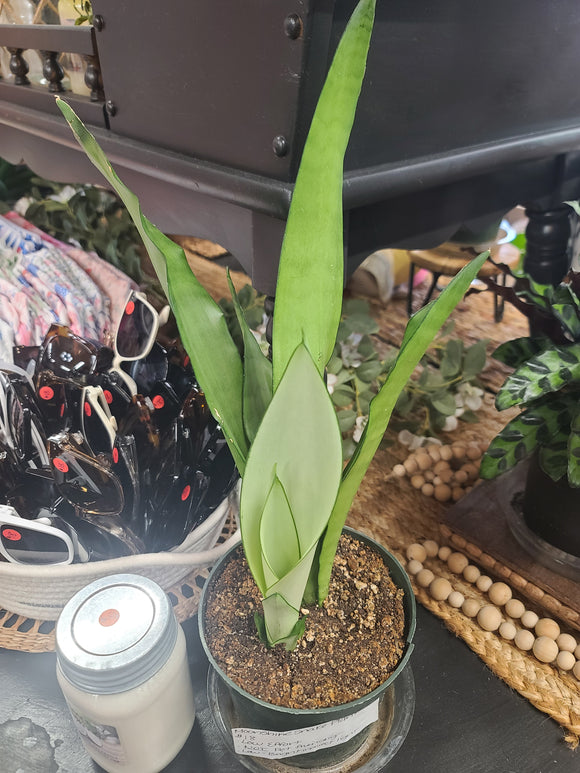 Moonshine Snake Plant