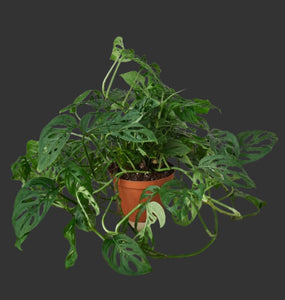 Monstera Adansonii "Swiss Cheese" 6 Inch