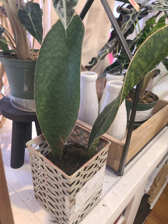 Whale Tail Snake Plant