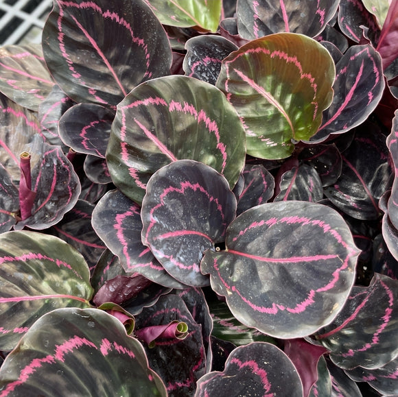 Calathea Dottie
