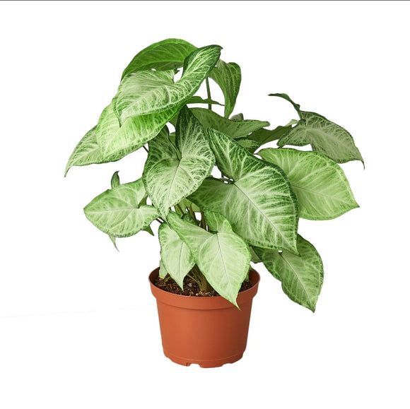SYNGONIUM WHITE BUTTERFLY 6-inch